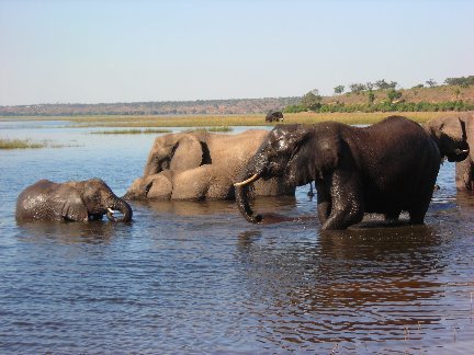 herd of elephants in water