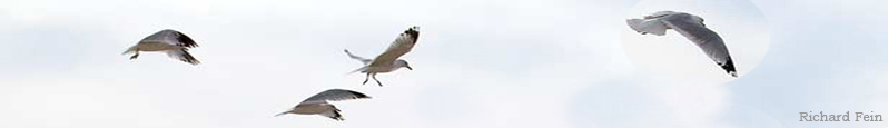 Section of Gull Exaltation by Richard Fein