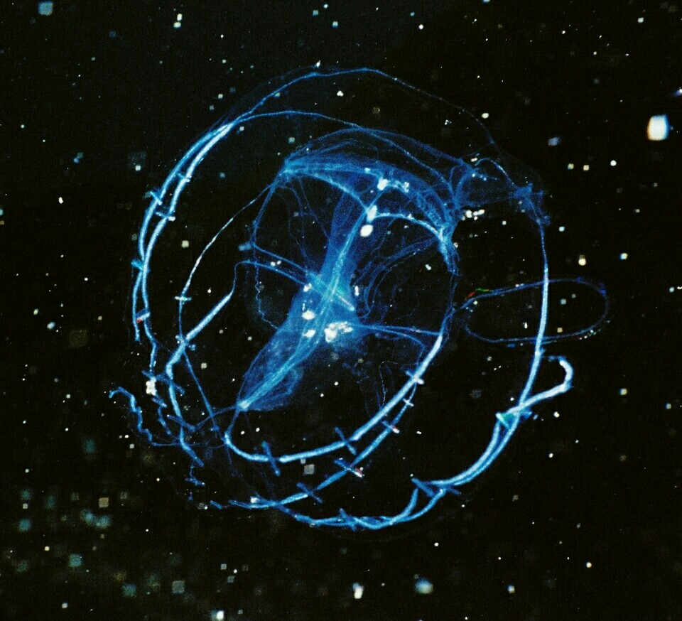 Sea Jelly Stars