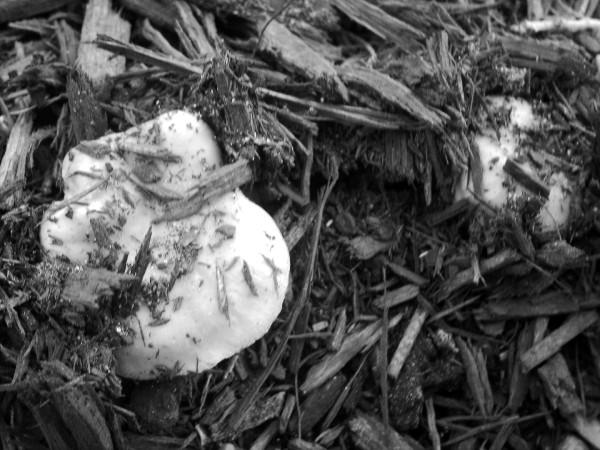 Mushrooms, Mulch