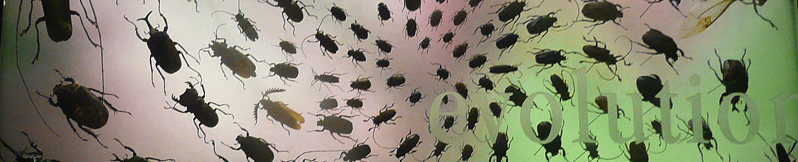 section of photo, Evolution by C. Cocco